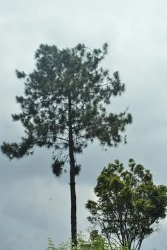 Twin trees Stock Photos