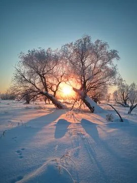 Twin trees at sunset Stock Photos