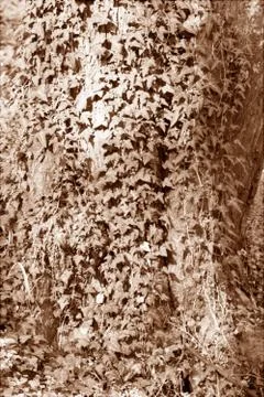 Twiner on the tree Stock Photos