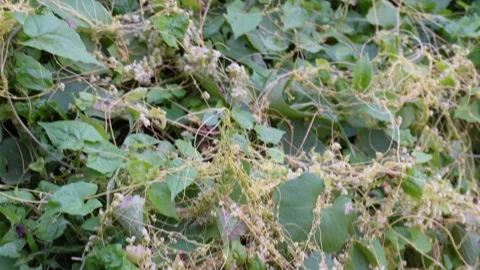 Twining Dodder Parasitic Vines 스톡 동영상 328526693