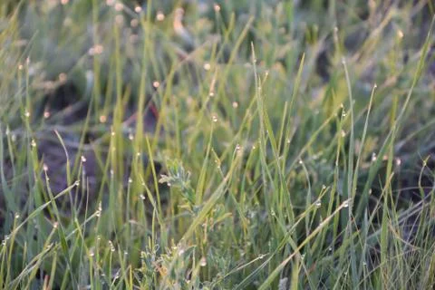 Twinkles Stock Photos