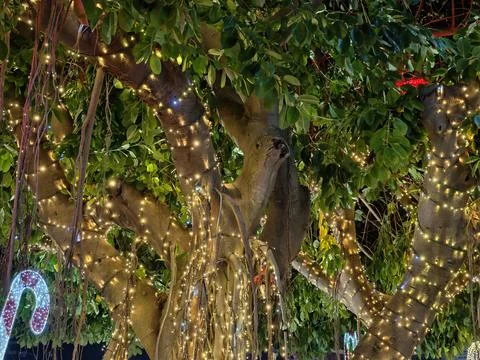 Twinkling decorative lights envelop trees transforming evening into captiva.. Stock Photos