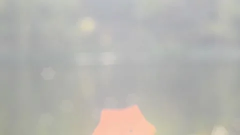 Twinkling lights Stock Footage 142151160