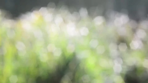 Twinkling lights Stock Footage 142152249