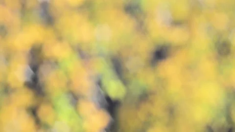 Twinkling lights Stock Footage 142154255