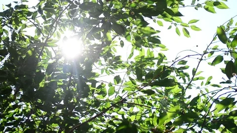 Twinkling sunshine with sun rays coming through foliage Stock Footage 76240613