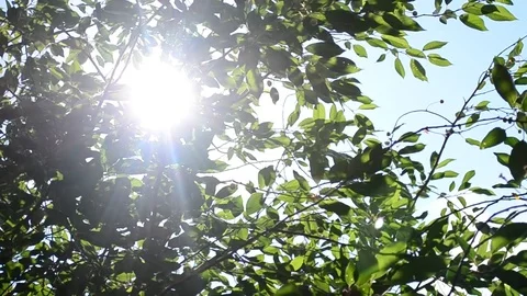Twinkling sunshine with sun rays coming through foliage Stock Footage 76964675