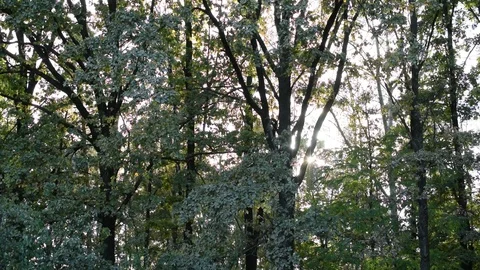 Twinkling sunshine with sun rays coming through green foliage Video stock 87857265