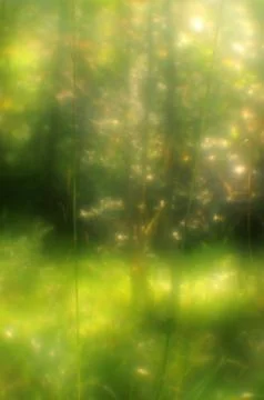A twinkling tree Stock Photos