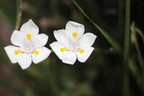 Twins 2 Stock Photos