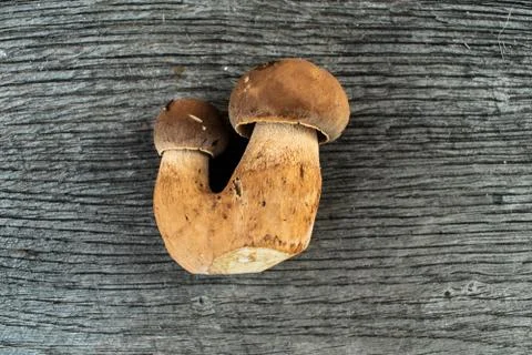Twins boletus edulis  Rustic backround. Stock Photos
