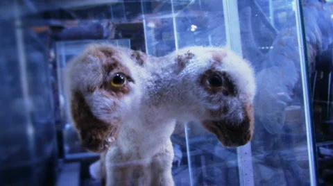 Twins Video stock 506153