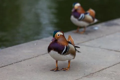 Twins mandarin ducks Stock Photos