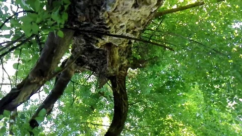 The Twirl amongst kronas high tree. Stock Footage 75959873