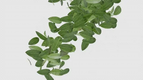 Twirl Leaves Stock Footage 247515273