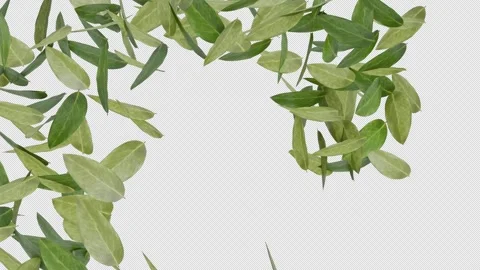 Twirl Leaves 库存影片 247515409