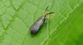 Twirler Moth (Dichomeris nonstrigella) 1 HD Footage