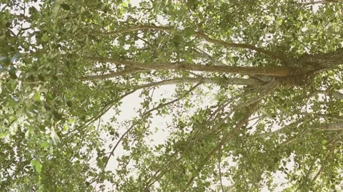 Twirling Spinning looking up at tree view and plants sky background dizzy cir Stock Footage 134565347