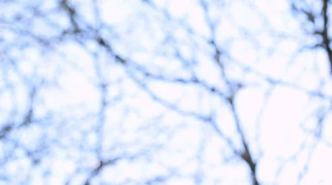 Twirly blur background with tree branches. Vídeos de archivo 49693851