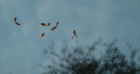 Twirly Leaves falling from a tree towards camera Stock Footage 98131002