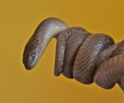 Twirly Snake 写真素材