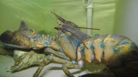Twist front of the camera lobster Stock Footage 68987327