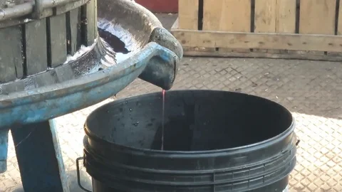 Twist the grape extraction of the must on a container Stock Footage 80860625