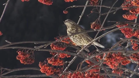 Twist (Turdus viscivorus) Tordela Stock Footage 248996653