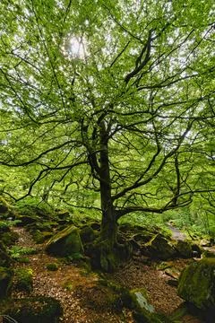 Twisted ancient birch tree on the slopes of Padley gorge. Foto stock
