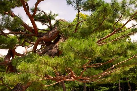 Twisted Ancient Pine Tree With Vibrant Green Needles Under Bright Sunlight .. Stock Photos