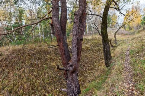 Twisted and branched trees trunks in autumn forest close-up Stock Photos