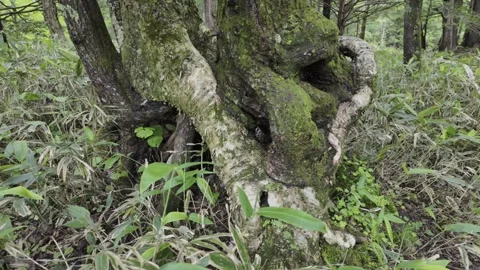 Twisted and Knotted Tree Roots Stock Footage 330928725