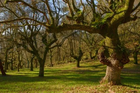 Twisted and rough trunk of an old oak Stock Photos