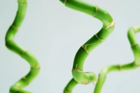 Twisted bamboo Stock Photos