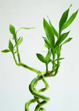 Twisted bamboo Stock Photos