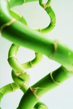 Twisted bamboo Stock Photos
