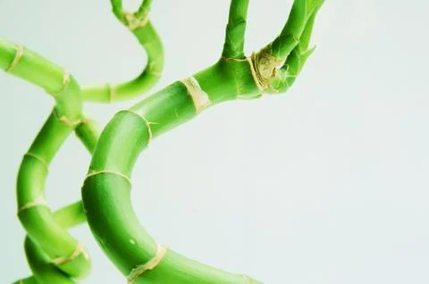 Twisted bamboo Stock Photos