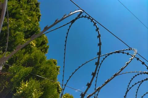 Twisted barbed wire against the background of tree crowns and a blue clear cl 写真素材