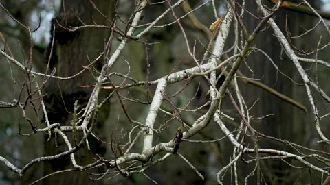Twisted bare branches in ancient forest creating dark mystical atmosphere. Close Stock Footage 329771003