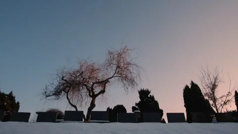 Twisted bare tree standing in a snowy cemetery at dusk, silhouetted against a Stock Footage 303141317