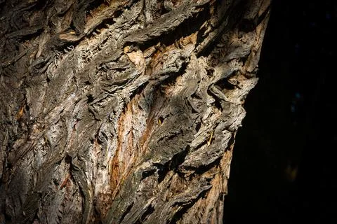 Twisted bark of a willow tree Stock Photos