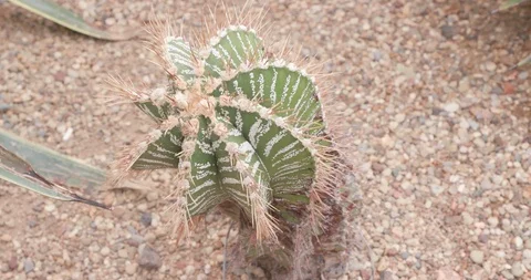 Twisted Barrel Cactus with Sharp Spines in Tropical Arid Garden Stock Footage 99462246