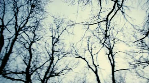 Twisted between old scary trees Stock Footage 10757907