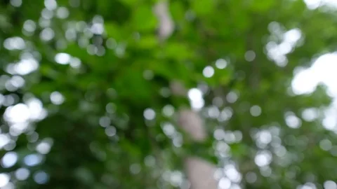 Twisted blurred Bokeh of green and white lights Stock Footage 78128009