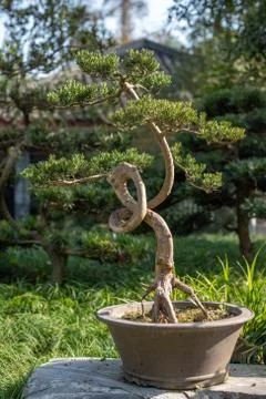 Twisted bonsai tree in a pot 스톡 사진