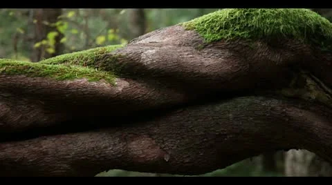 Twisted Branch Video stock 8993398