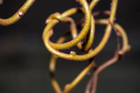 Twisted branches of bushes. Background from the twisted branches. Stock Photos