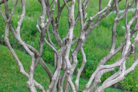 Twisted branches form a tangled, textured pattern Stock Photos