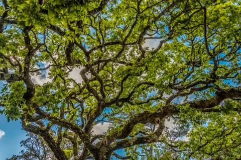 The twisted branches of a large oak tree in the Quinta de Regaleira park Stock Photos