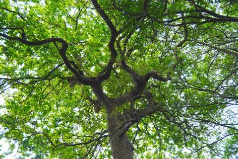 Twisted Branches of a Large Oak Tree Canopy with Green Leaves Stock Photos